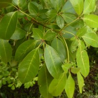 Vitex leucoxylon L.f.